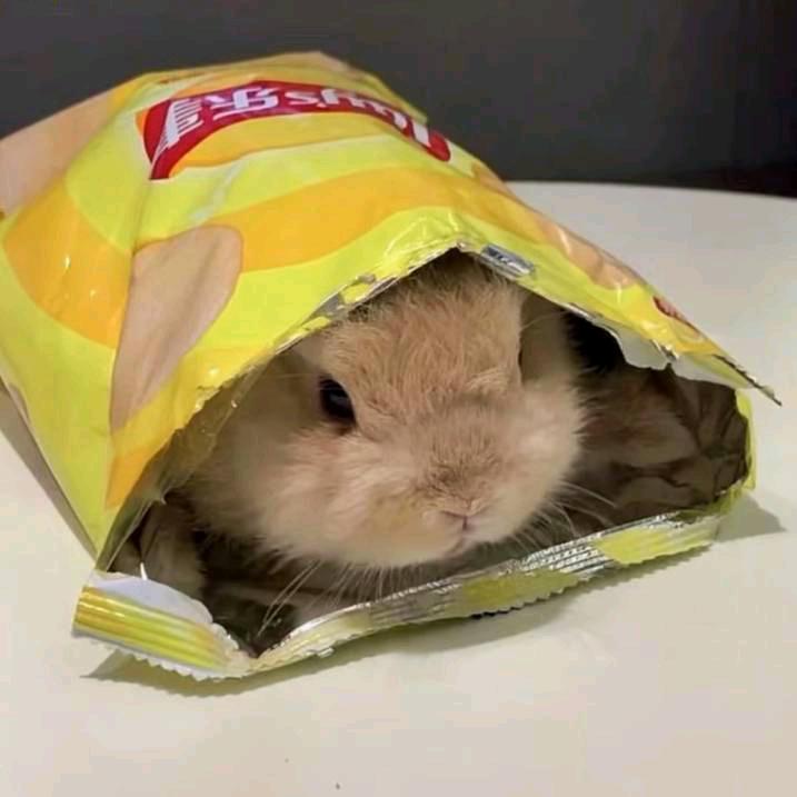 不畏浮云遮望眼Emily🐯