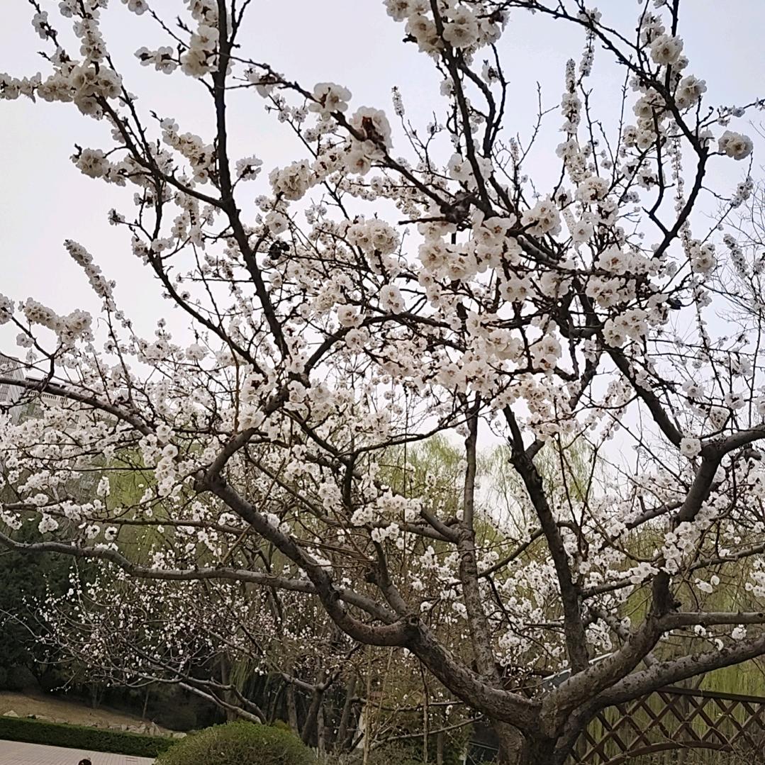 光芒万张
