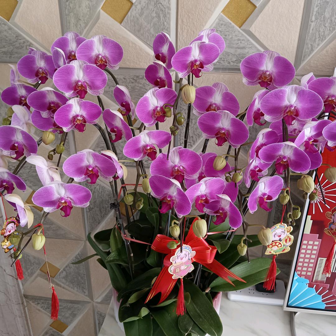 桂花香🌷🌷🌷