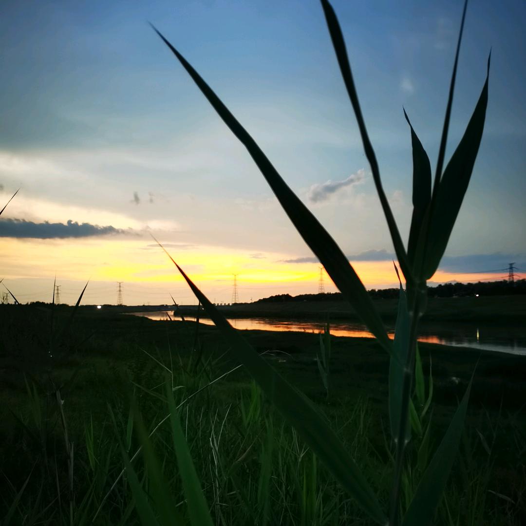 白茶清风无别事