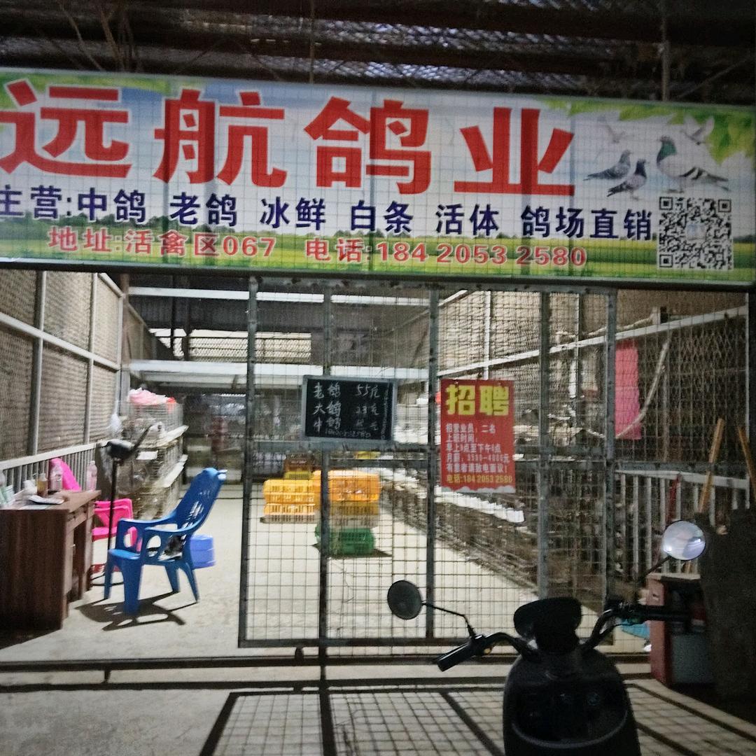 远航鸽业