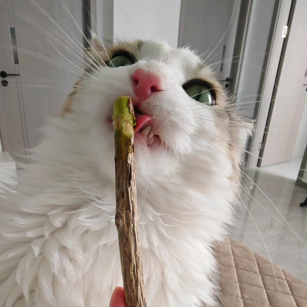 皮皮罐头脑