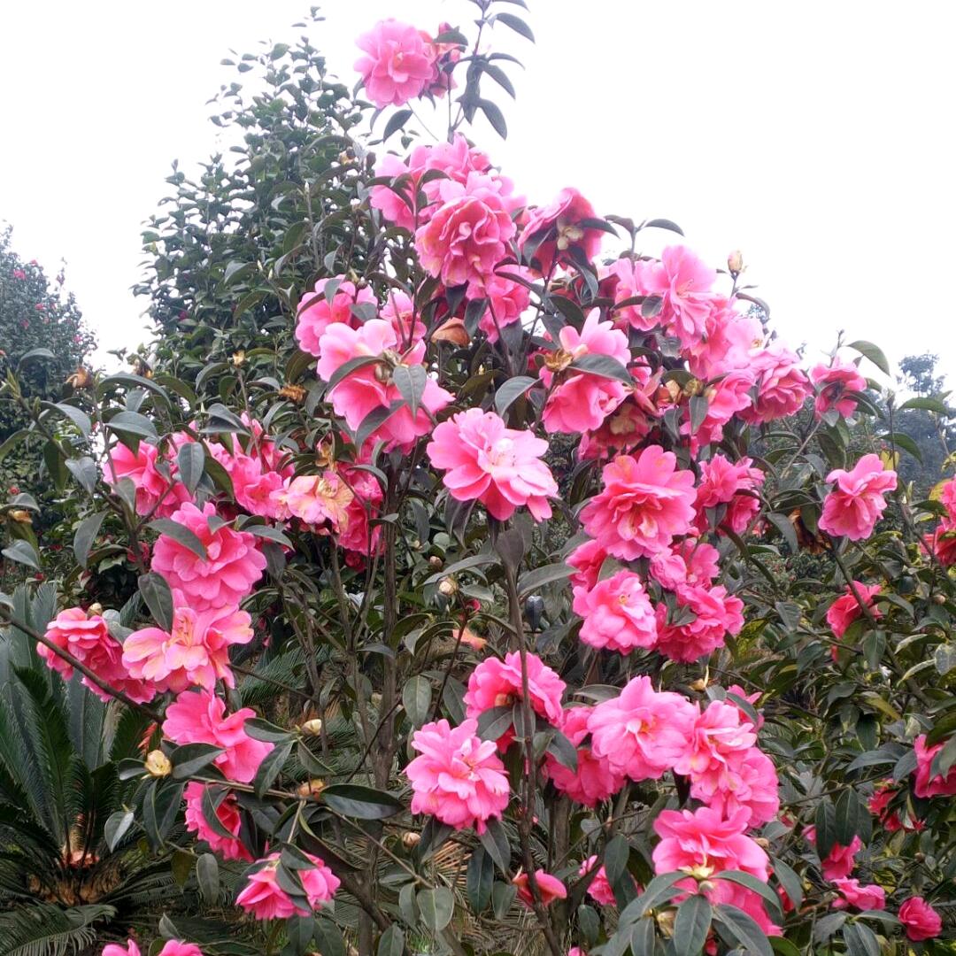 🍒沉默寡言꧔ꦿ᭄࿐ᩚ