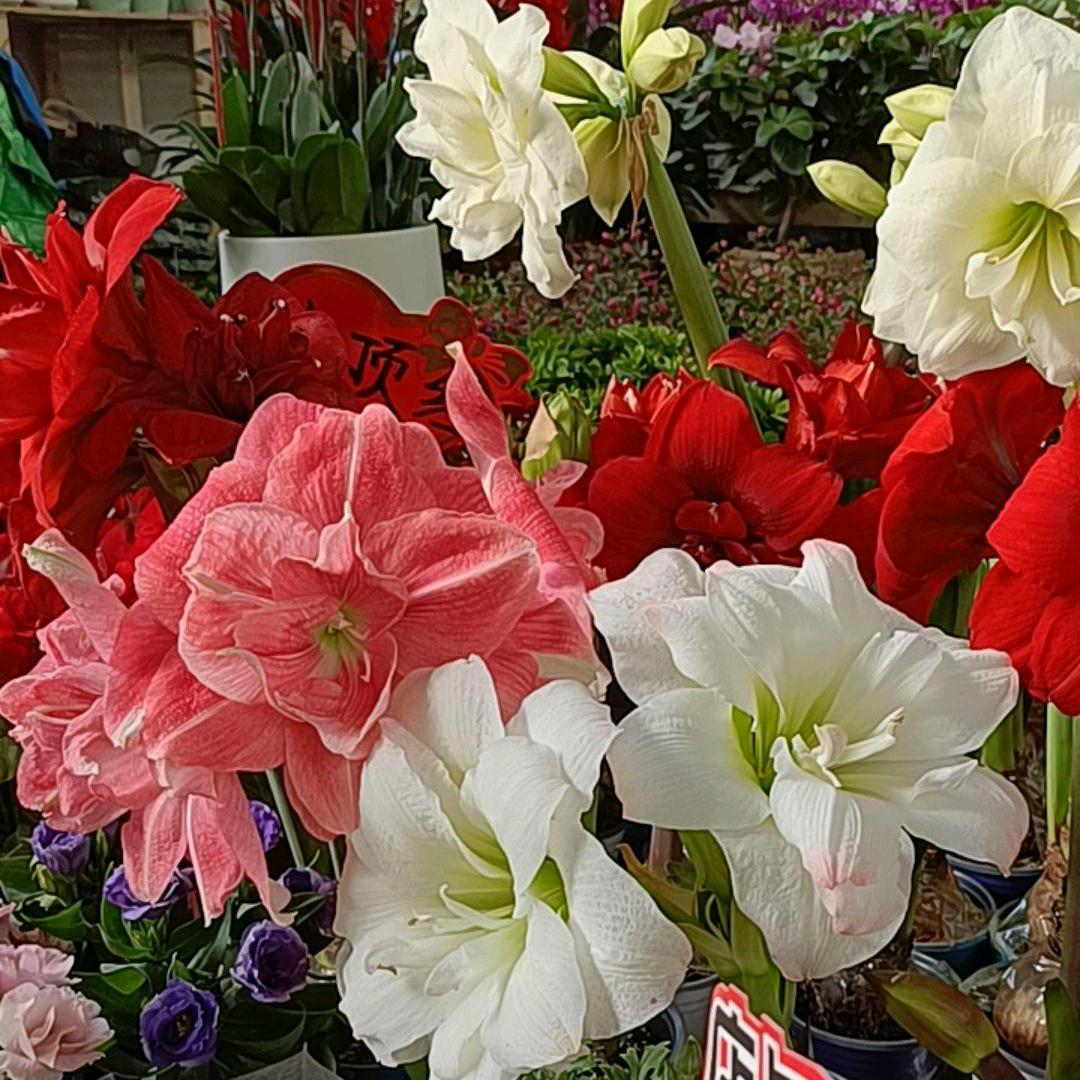 ꧁💞💞᭄᪲ᩚ꯭ᩚ꧂