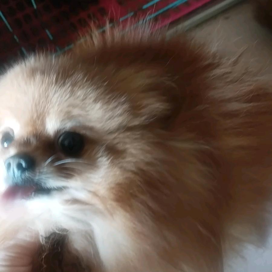 毛球，布袋熊