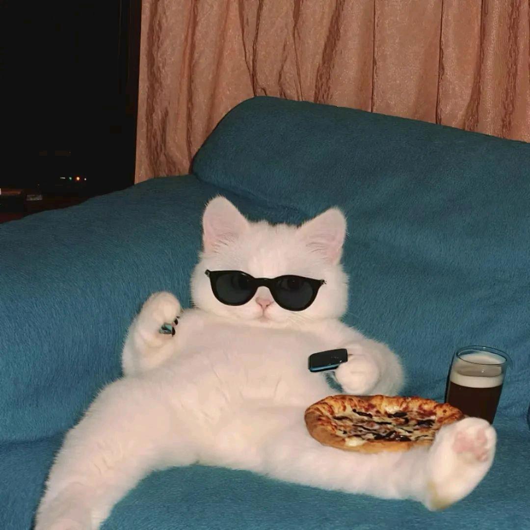 慵懒的猫