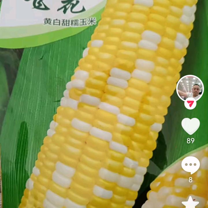 四季美丰恒玉米批发