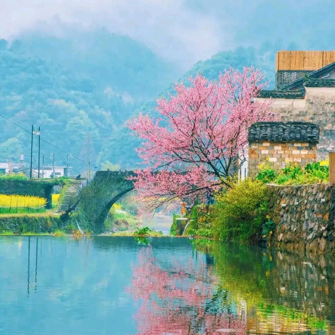 雪绒花