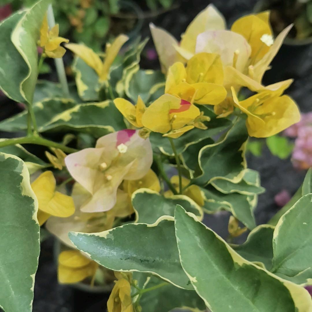 花倾歌三角梅