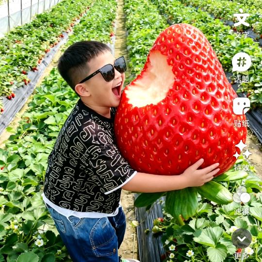 玉锋草莓🍓采摘园南头