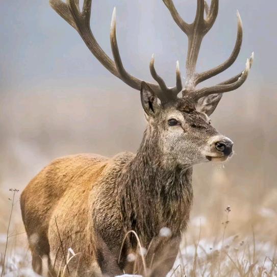 ✨一生有李🛰️