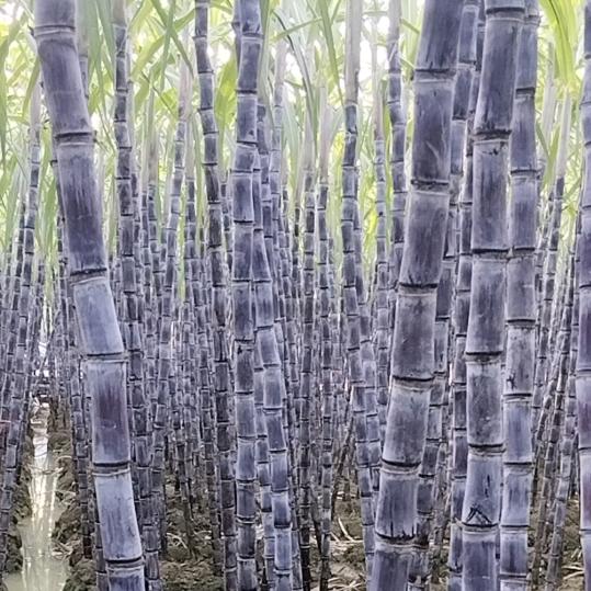 梦想心飞