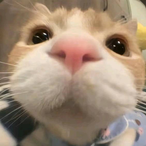 泥嚎小茂