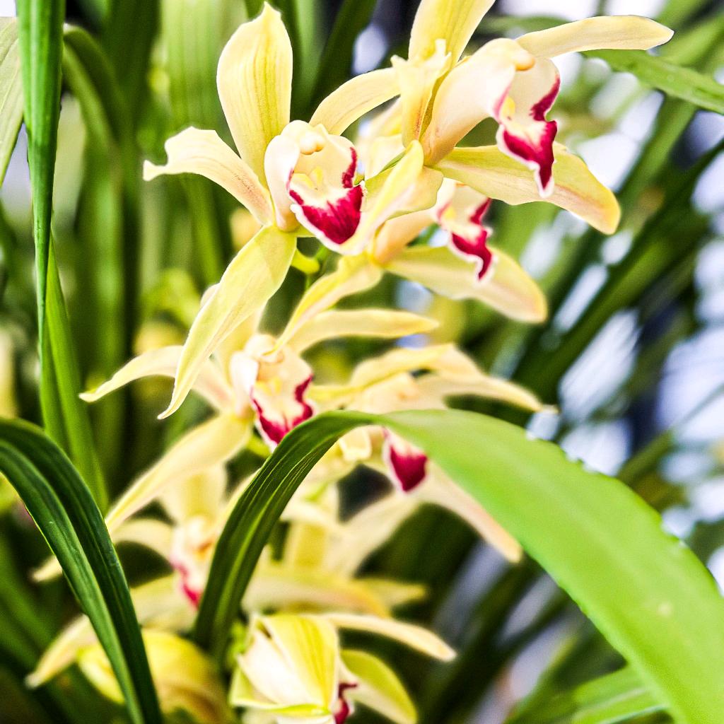 芯一黛，专注科技护肤