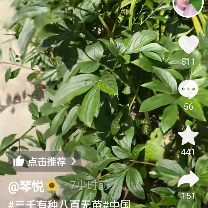 啊牛