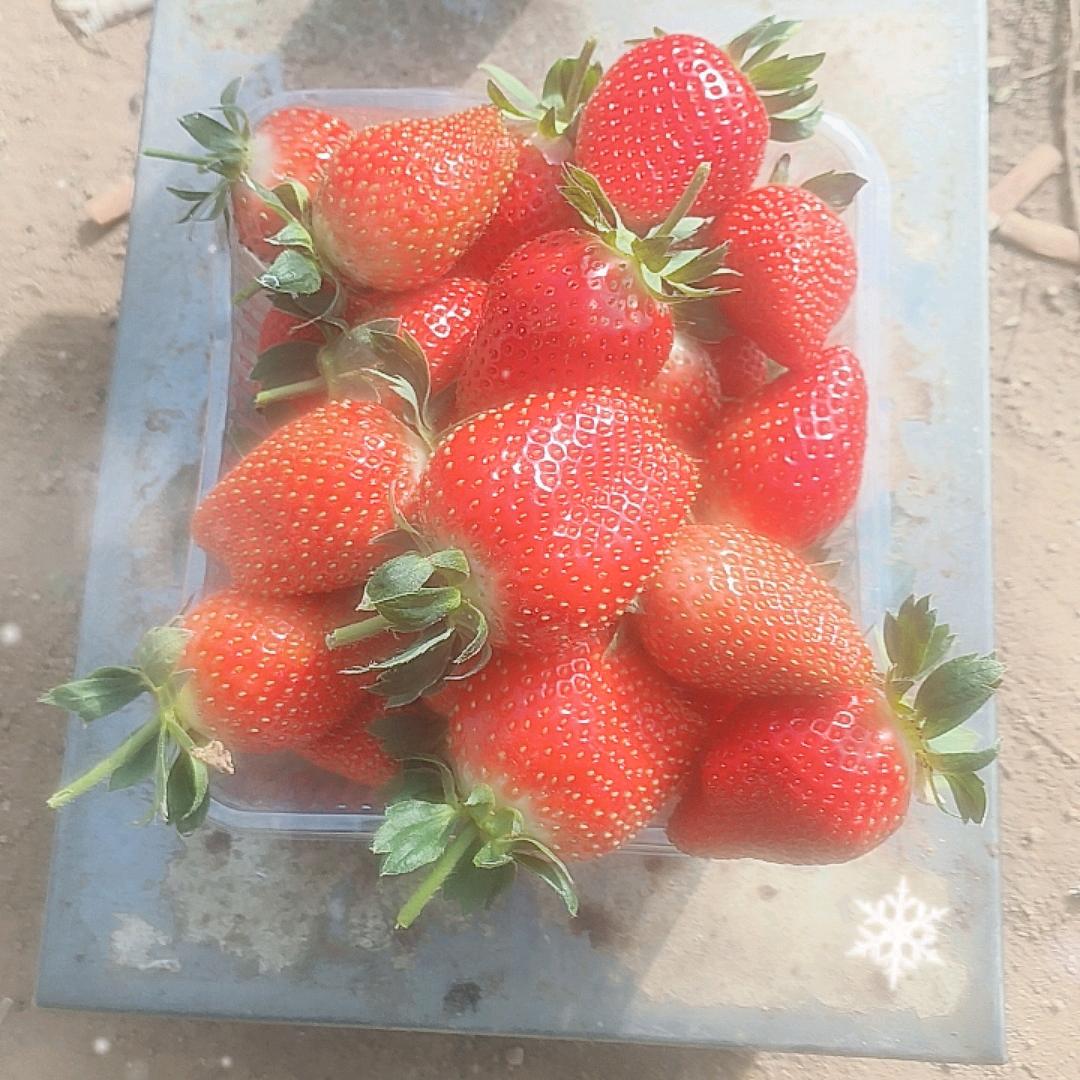 不删不聊不联系草莓🍓采摘园