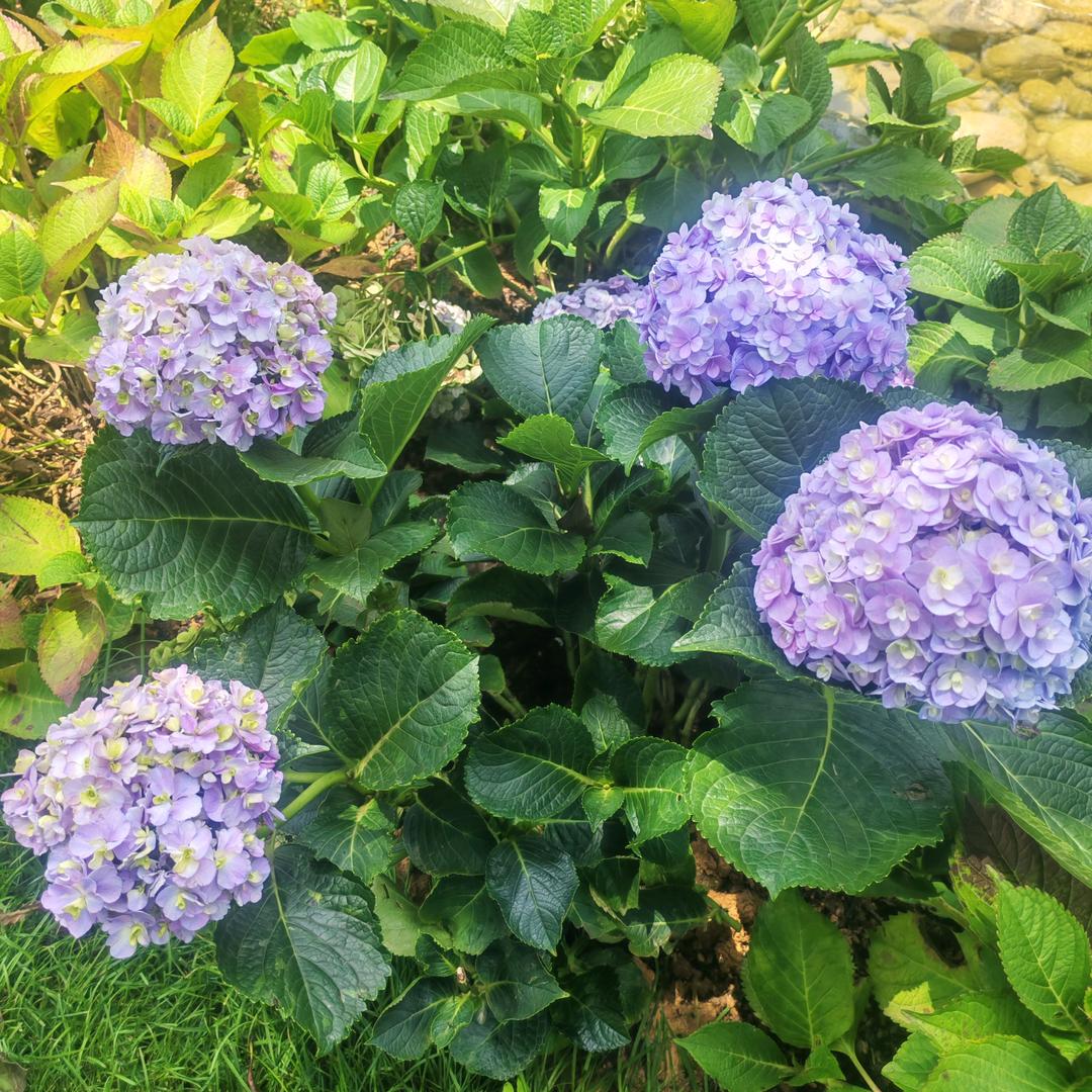 🍀宜彤🌻