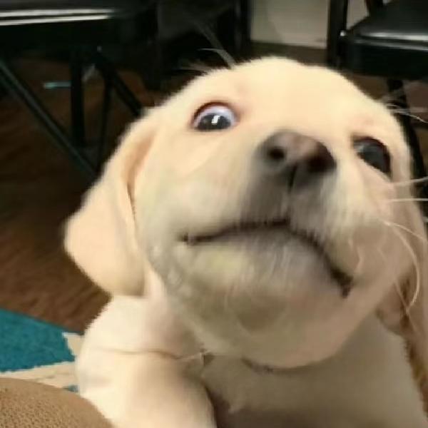 嗯嗯嗯头像