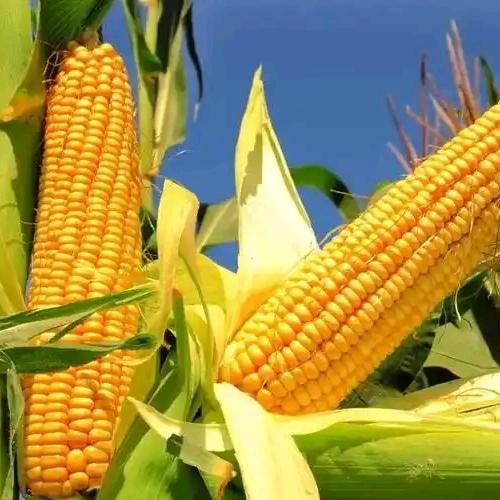 十亩甜生态农产品