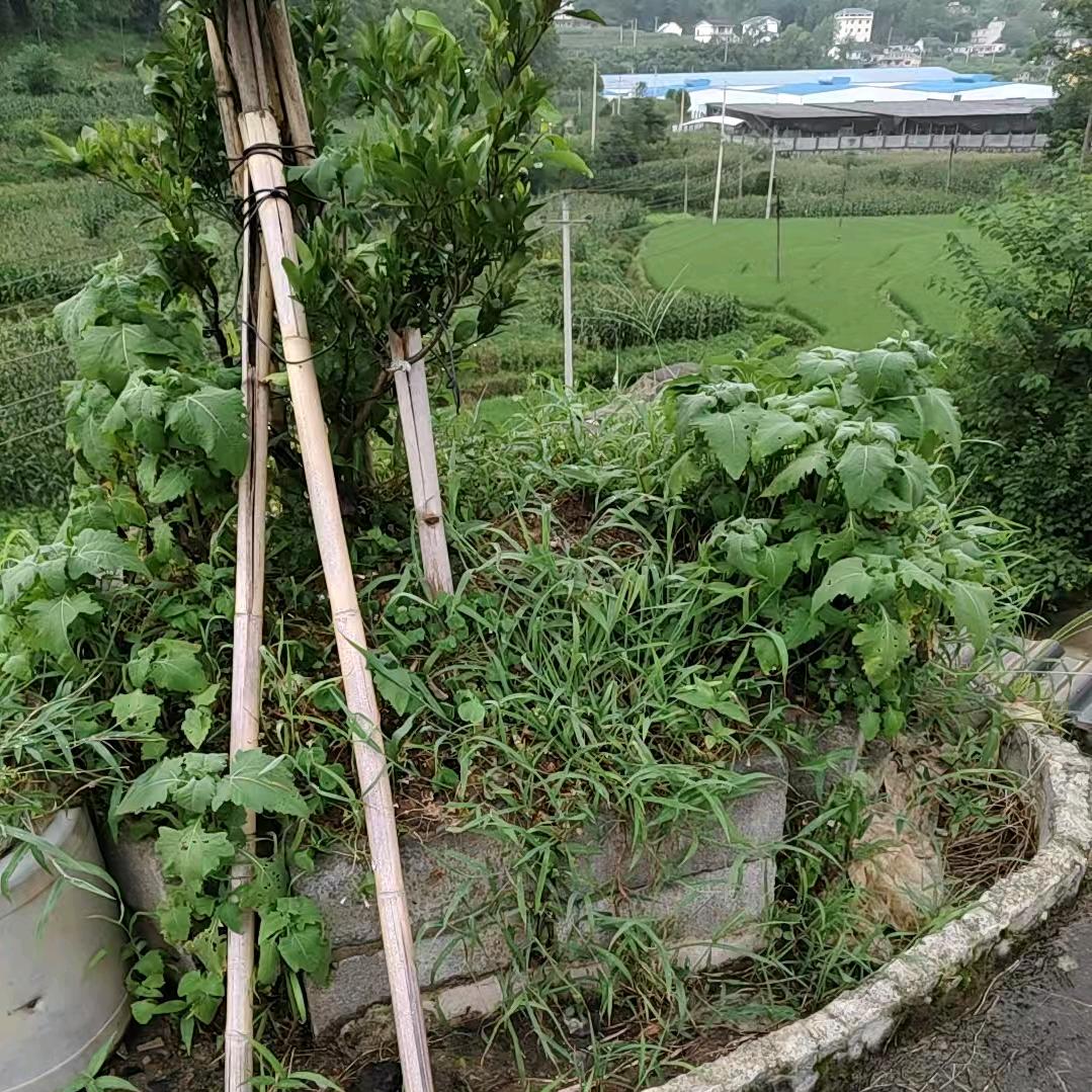 会