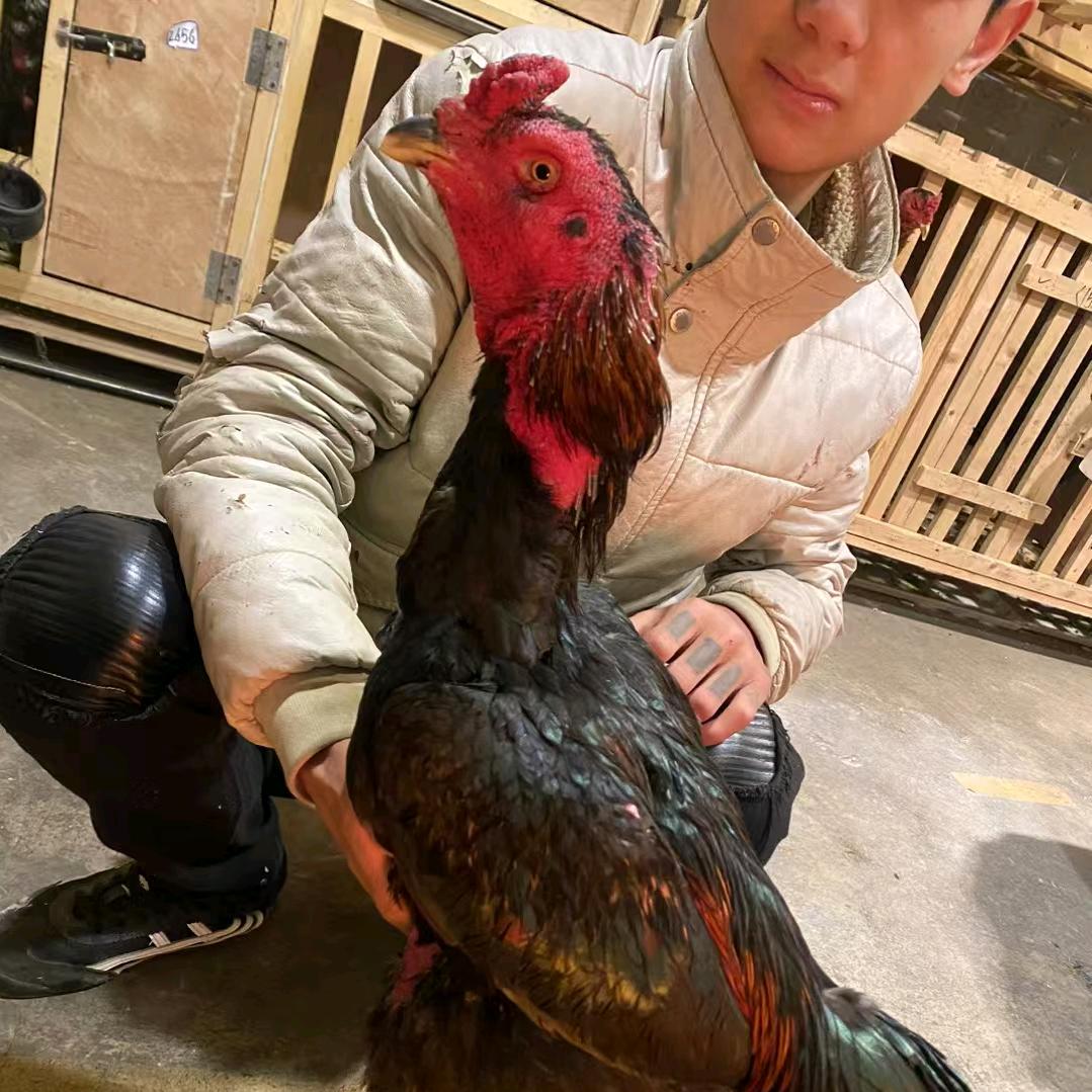 小包谷 斗鸡养殖