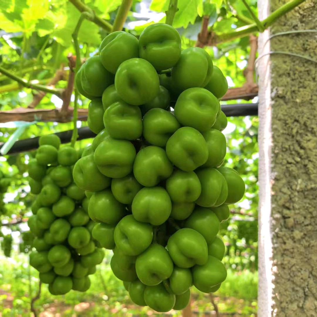 没有上舞台人不认识你上了舞台全是你呢朋友