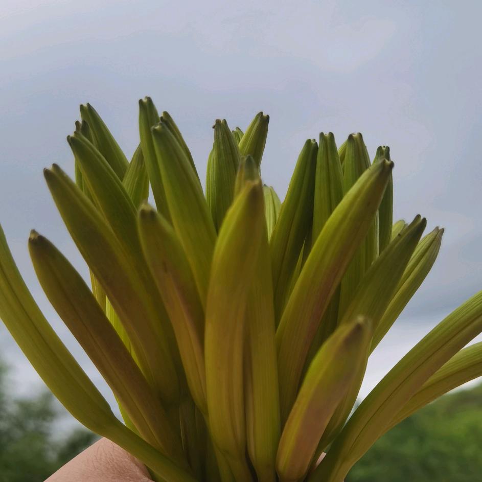 陈家菇凉