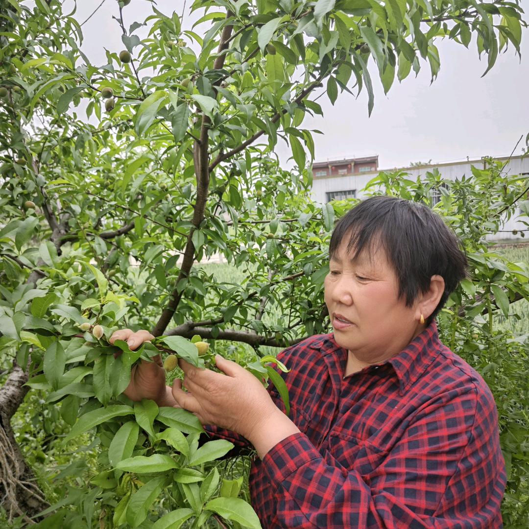 农村胖大姐