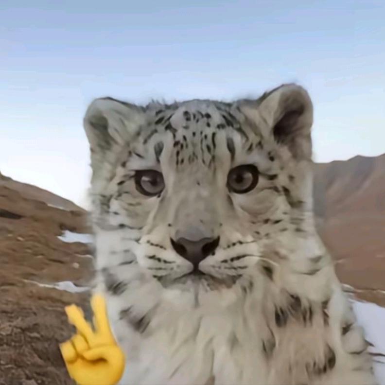 一只淋雨的笨笨狗