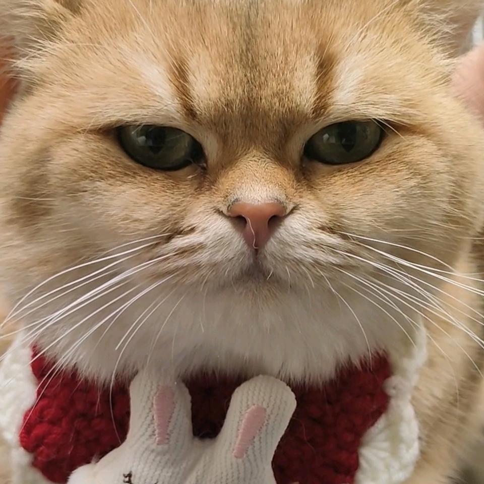 这个家没本喵得散