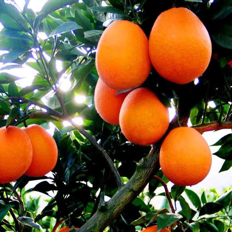 🍊🍊奉节橙子幺妹🍊🍊