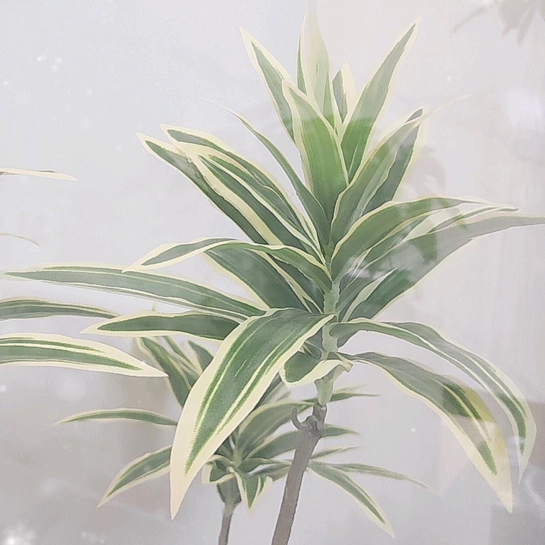 木溪