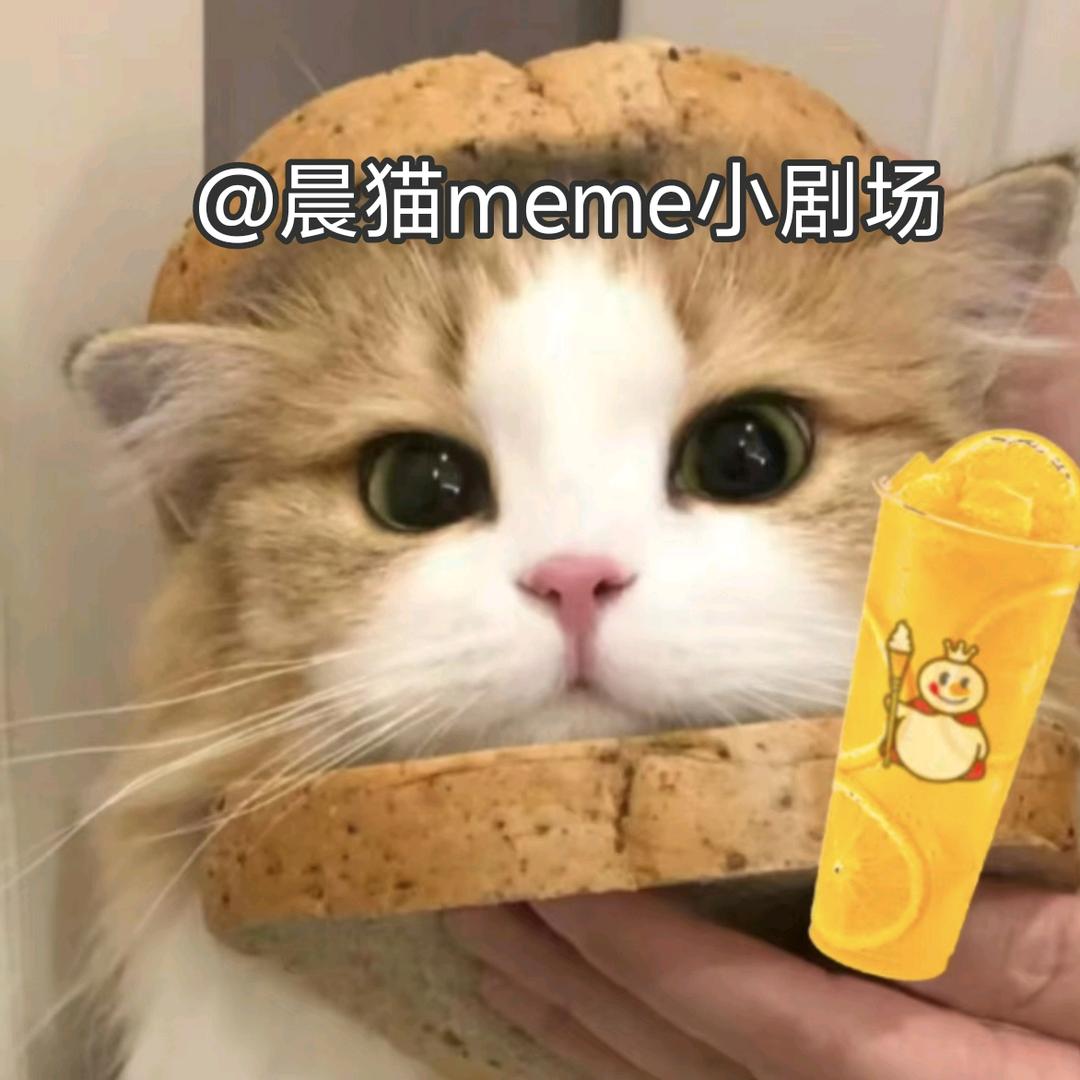 晨猫meme小剧场