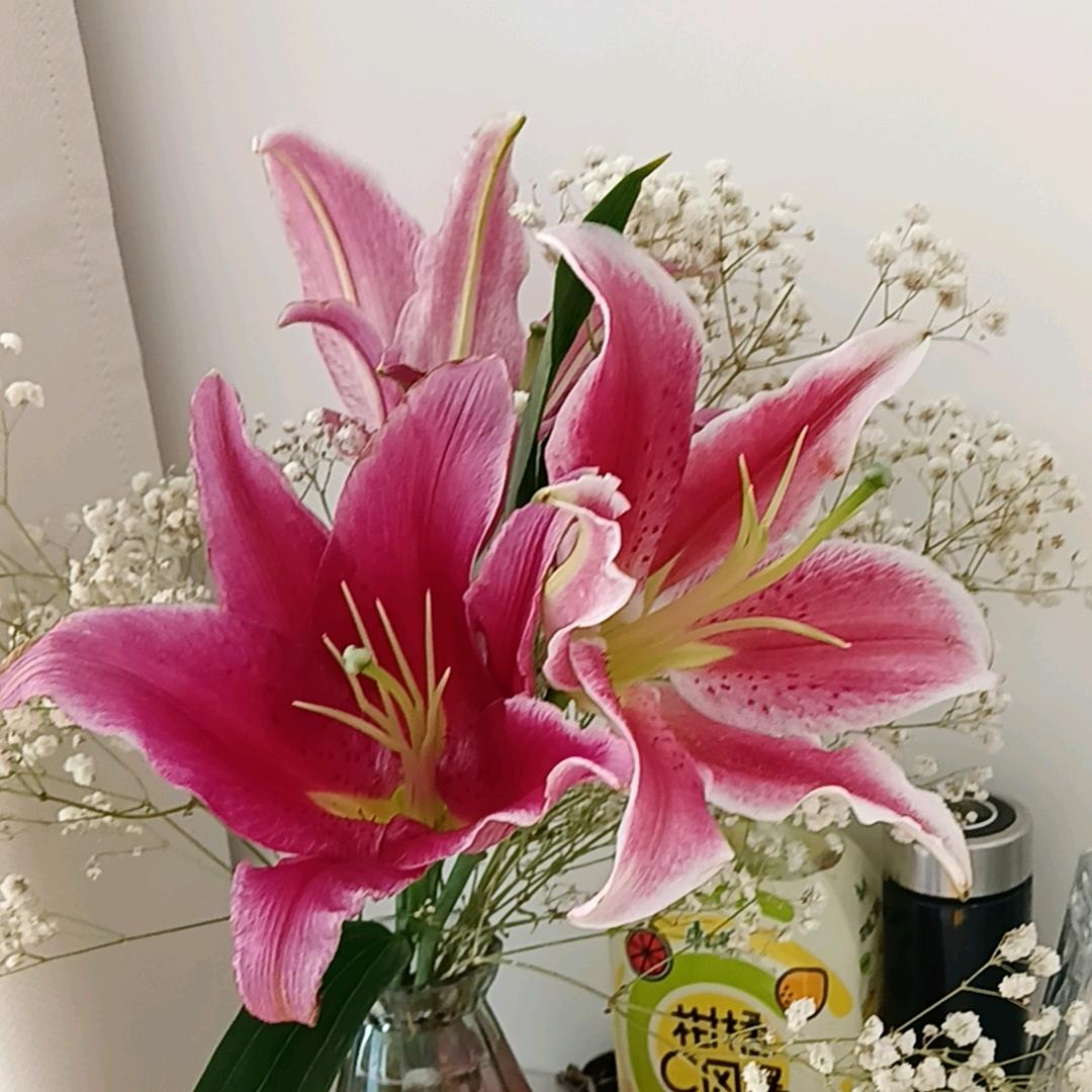 🌸(ღ˘⌣˘ღ)余温暖！(ღ˘⌣˘ღ)