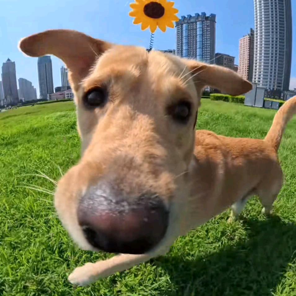 阿不（减肥版）