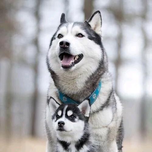 在梦中当空行万里云云