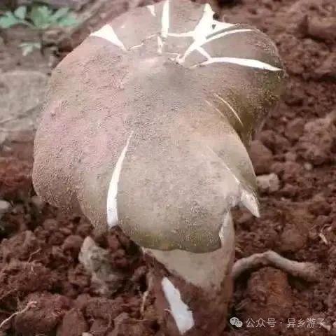 人生从来都不完美
