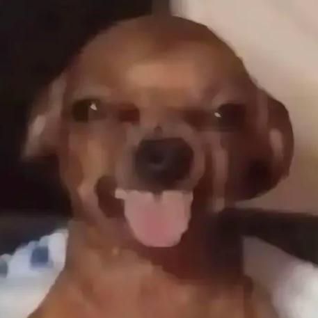 细狗有个脂包肌梦