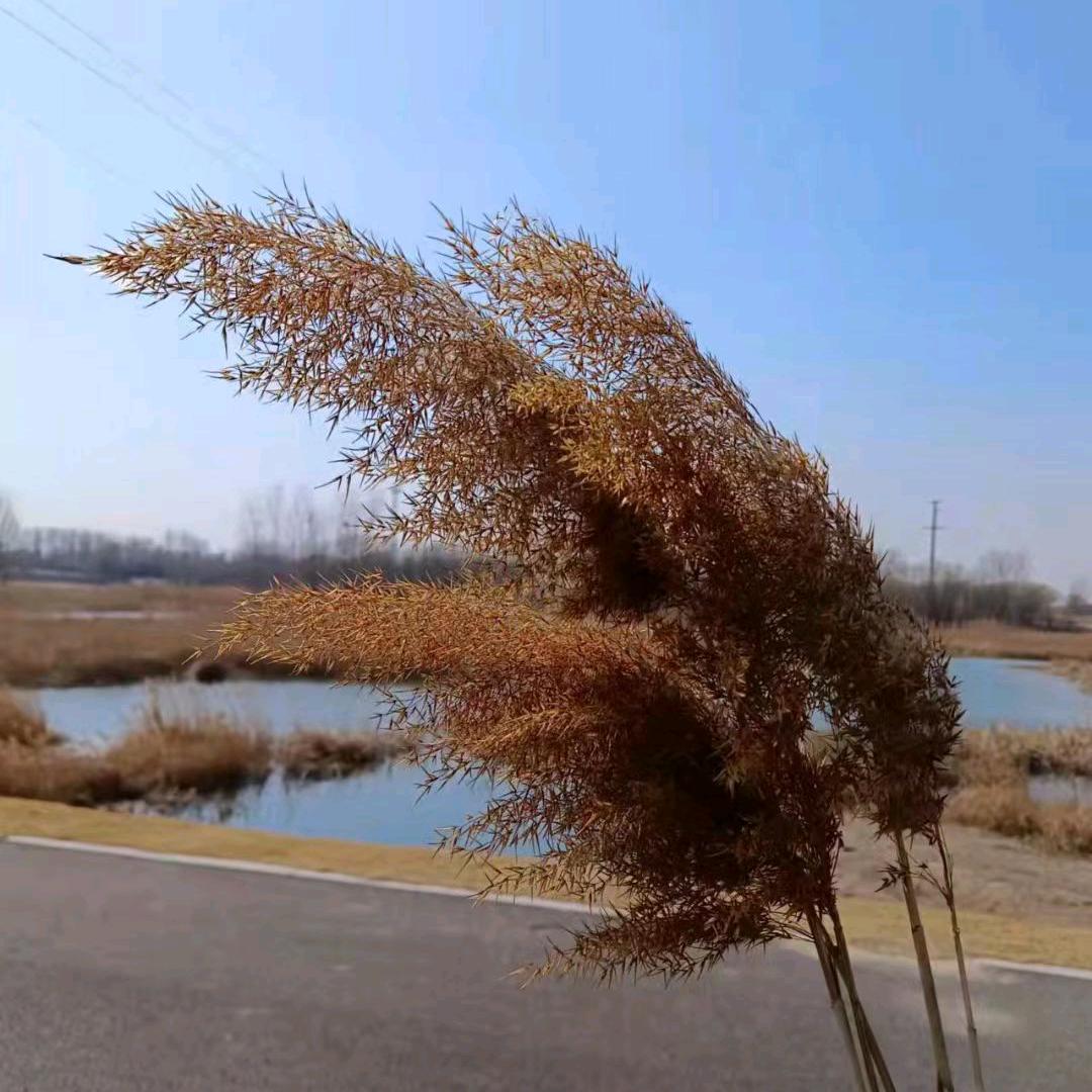 王成龙