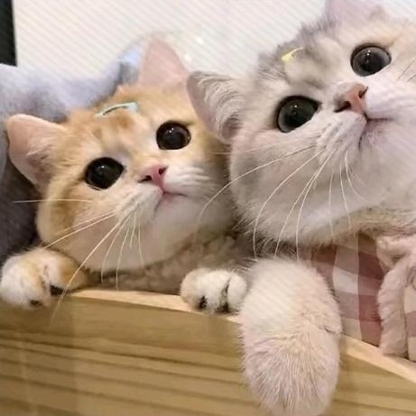 荷包蛋㋛