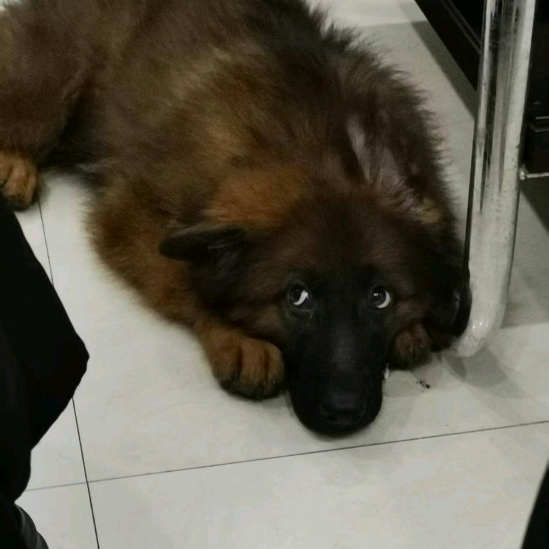 农村养狗人(长毛紫貂灰牧羊犬)