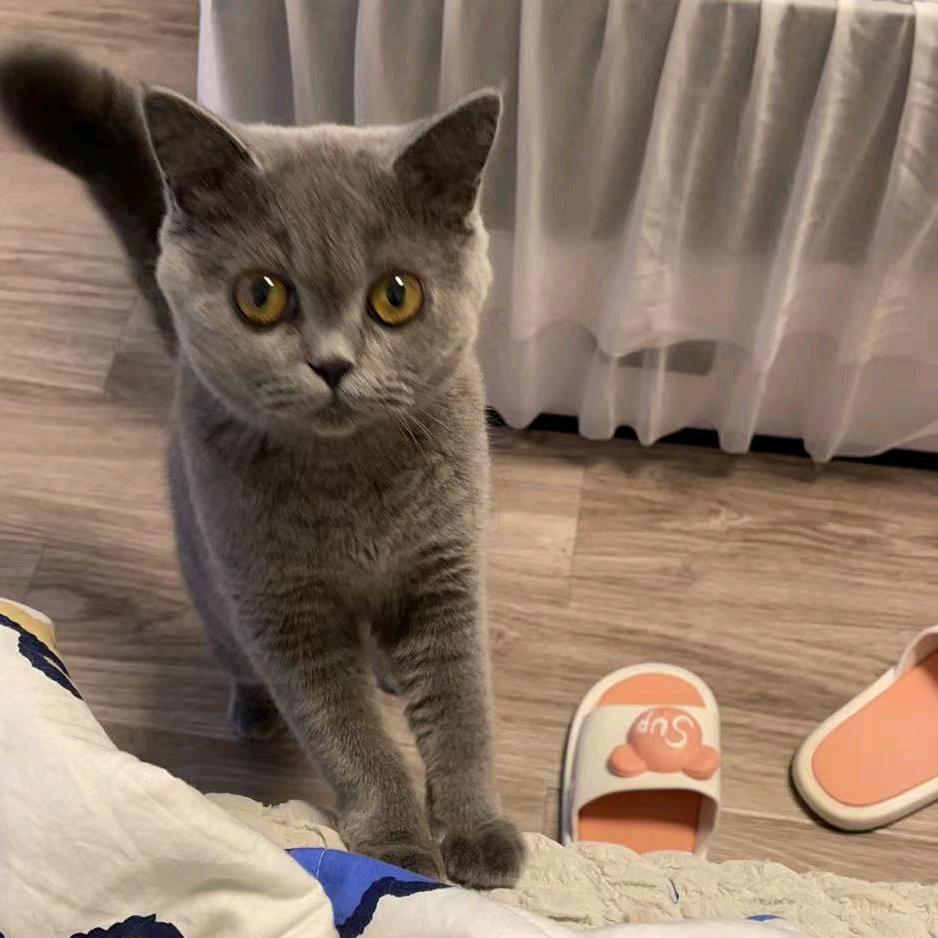 狼崽是只小母猫