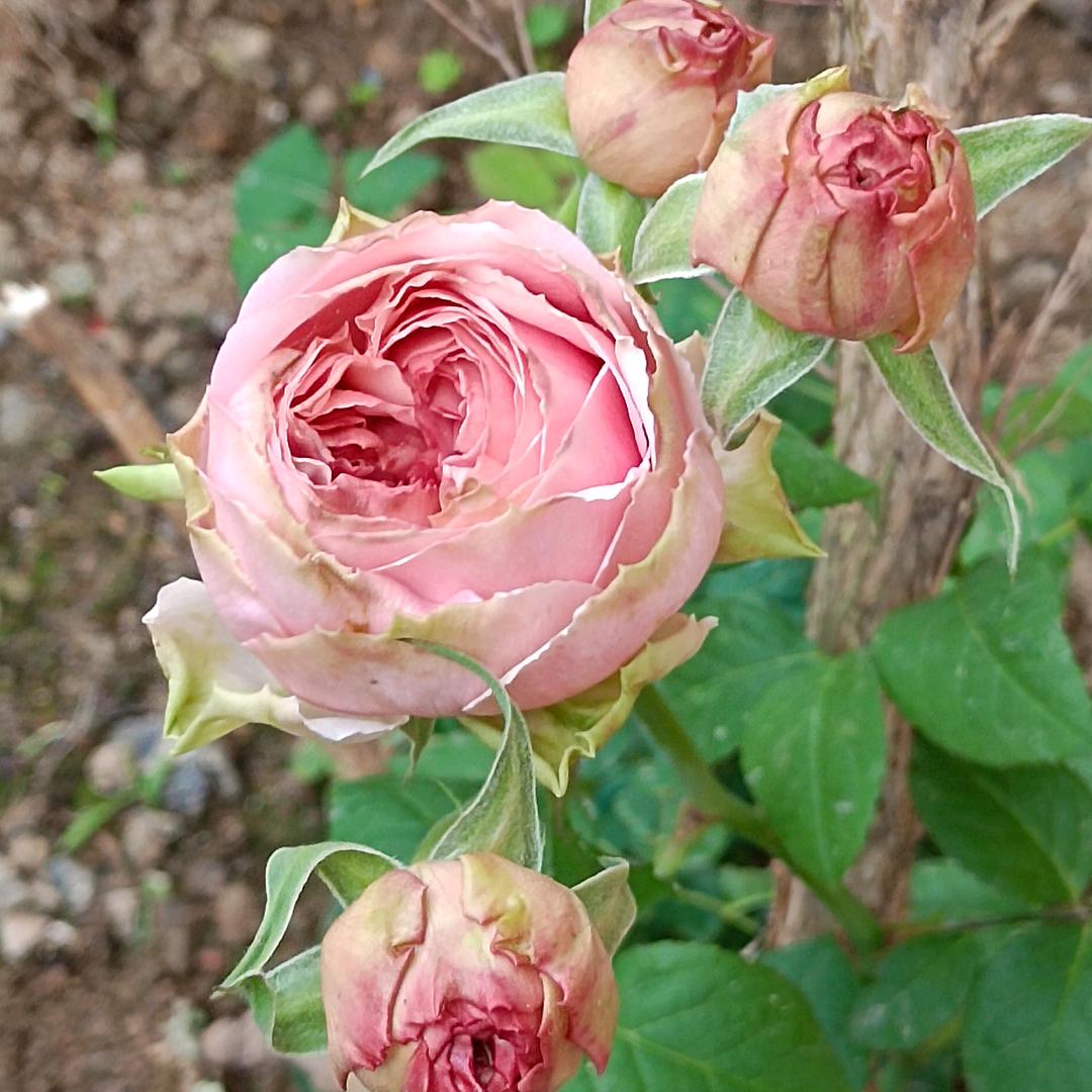 💗᭄释然看^O^晴空7627