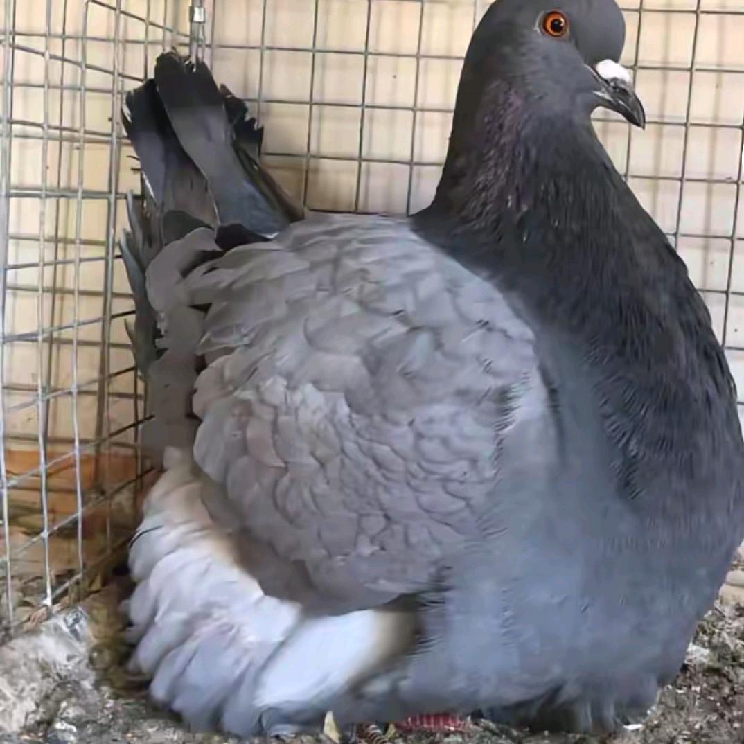 项城🇨🇳阿洋🇨🇳观赏鸽养殖基地