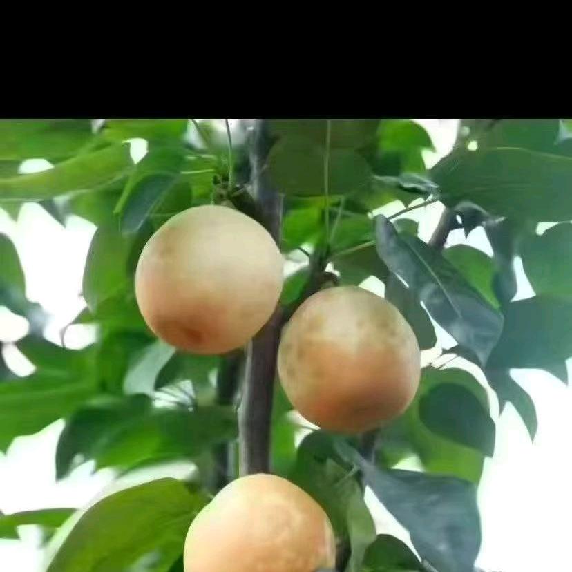 飞飞