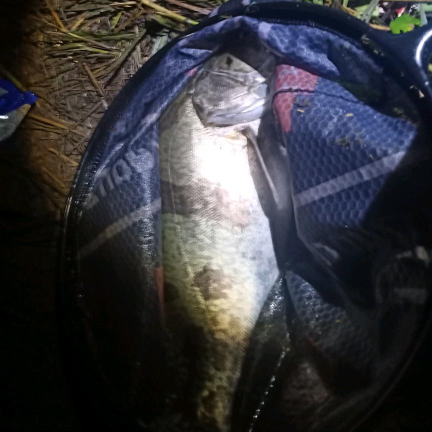 长生邮亭鲫鱼冉☞磊