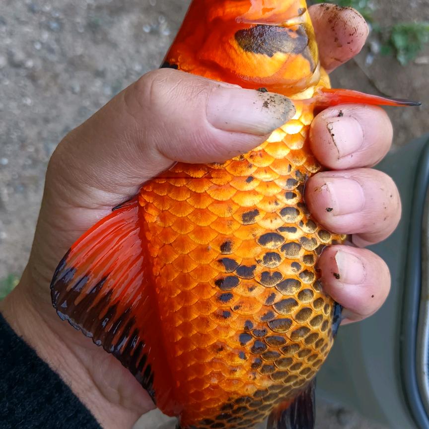 🌈舞指如歌🌈