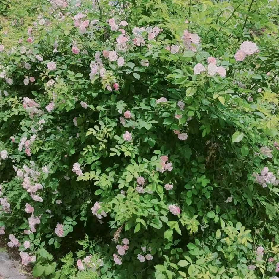 ꦿ꯭꧔ꦿ᭄心已归零꧔ꦿএ᭄💕