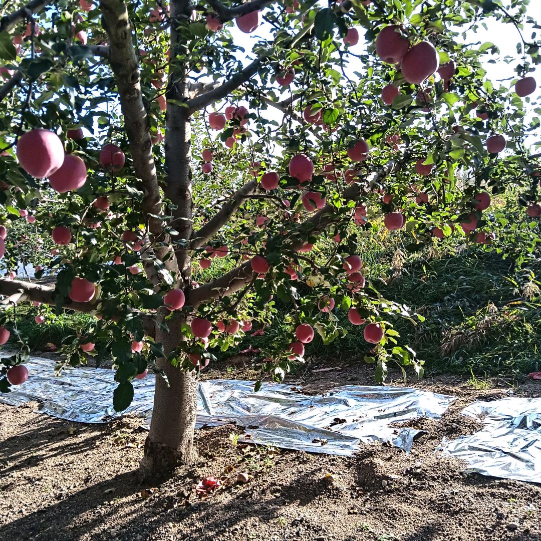 【苹果哥】的苹果