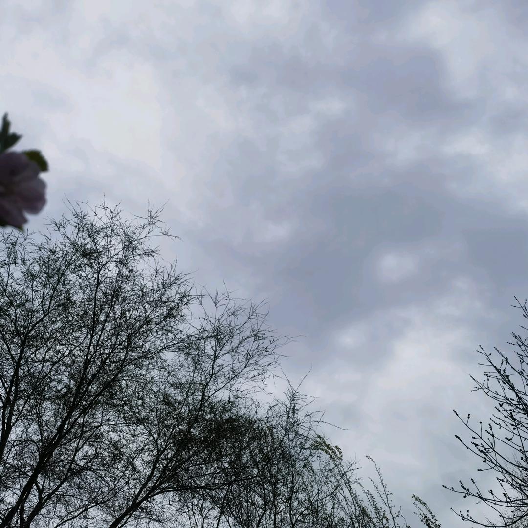 骆驼